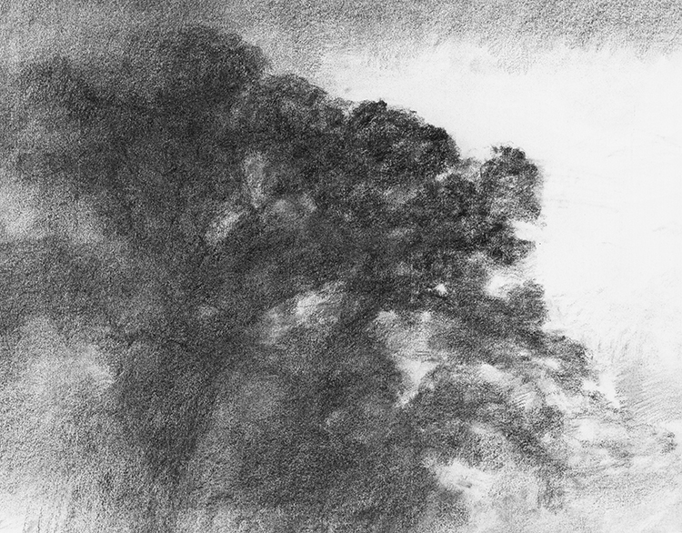 Alexandre Hollan. De la ligne à la couleur. : Le Grand Chêne de Saint-Sylvestre, 2015. Fusain sur papier. 60x80cm.